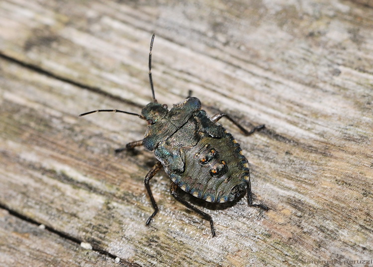 Una Heteroptera gibbosa: Pentatoma rufipes